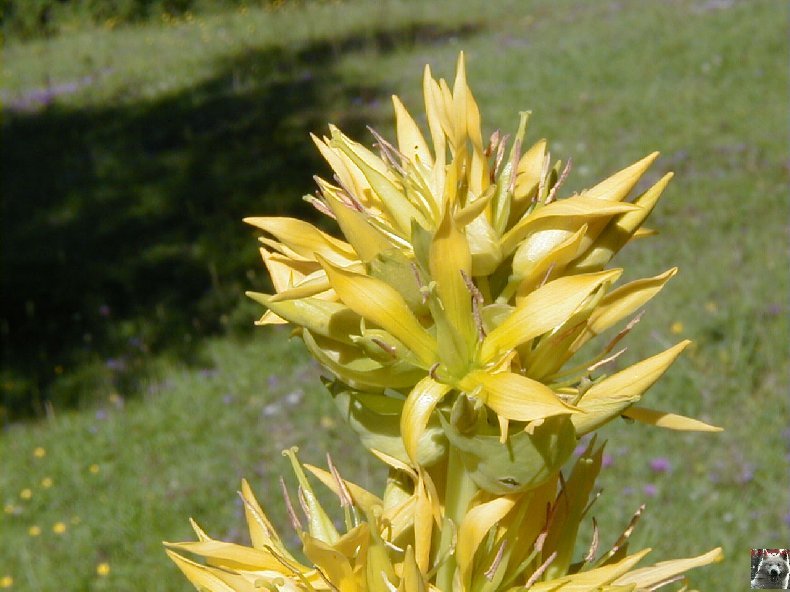 Fleurs de nos champs 0148