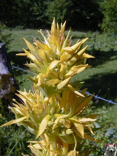Fleurs de nos champs 0150