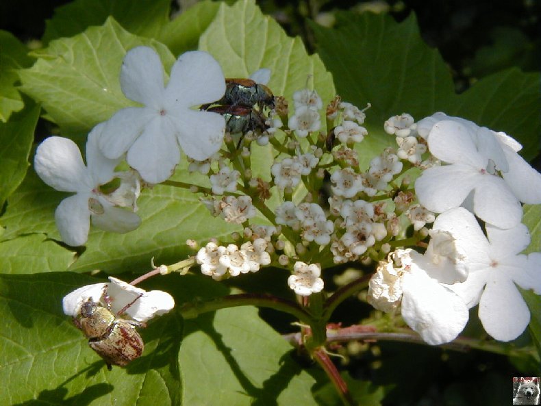 Fleurs de nos champs 0151