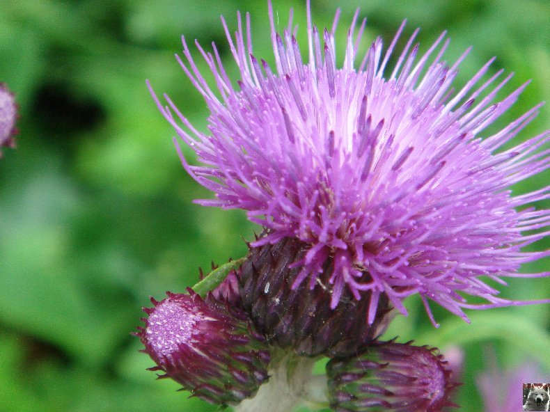 Fleurs de nos champs 0153