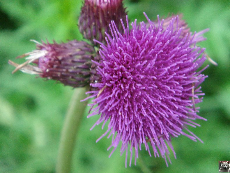 Fleurs de nos champs 0155