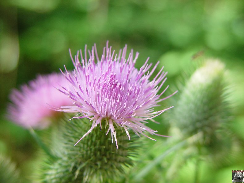 Fleurs de nos champs 0156