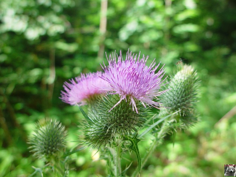 Fleurs de nos champs 0157
