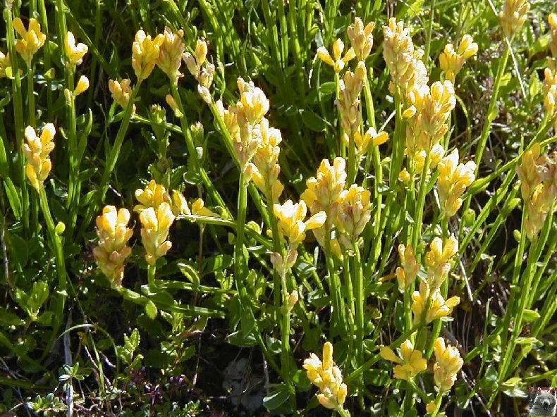 Fleurs de nos champs 0158