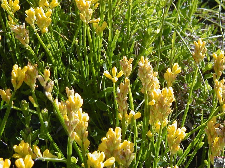 Fleurs de nos champs 0159