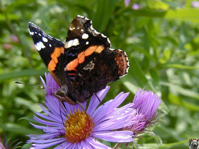 Fleurs de nos champs 0161