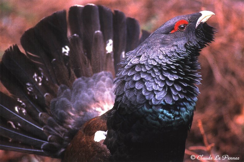 Le Grand Tétras - symbole mythique d'une nature préservée A
