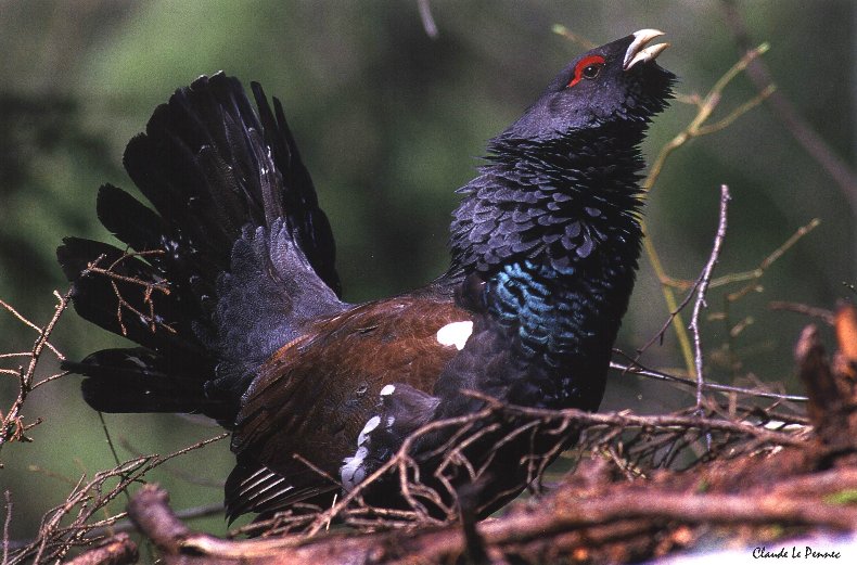 Le Grand Tétras - symbole mythique d'une nature préservée B