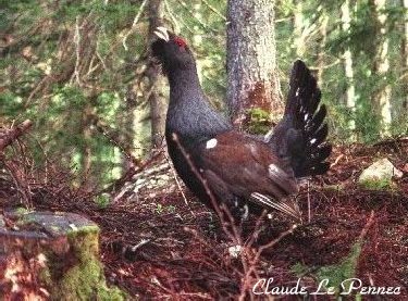 Le Grand Tétras - symbole mythique d'une nature préservée D
