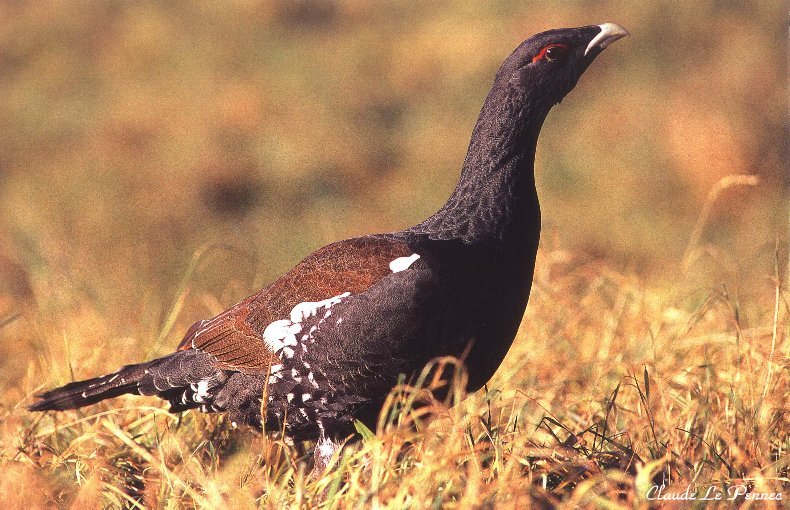 Le Grand Tétras - symbole mythique d'une nature préservée H