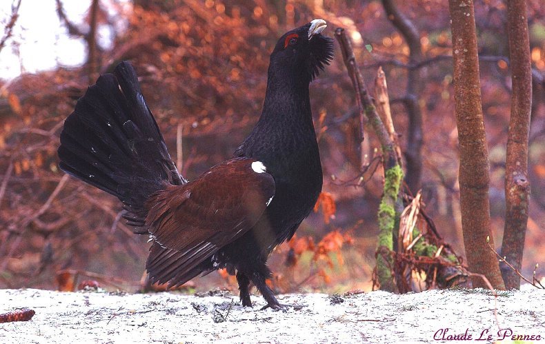 Le Grand Tétras - symbole mythique d'une nature préservée M