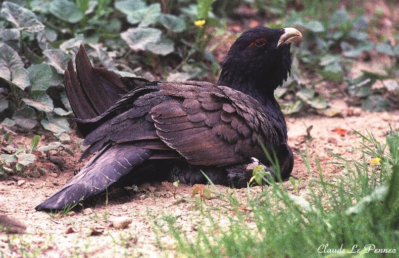 Le Grand Tétras - symbole mythique d'une nature préservée N
