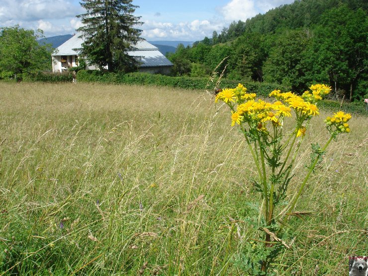 12 juillet 2007 - Autour de la Tanière 0021