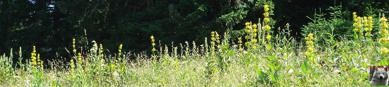 La Gentiane - Fleurs, Racines et Distillation - (25) 0001
