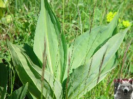 La Gentiane - Fleurs, Racines et Distillation - (25) 0009