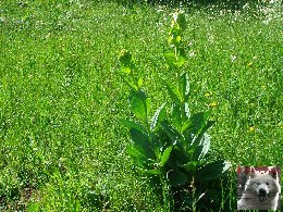 La Gentiane - Fleurs, Racines et Distillation - (25) 0013