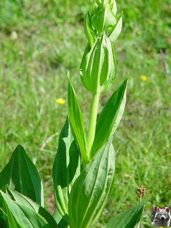 La Gentiane - Fleurs, Racines et Distillation - (25) 0019