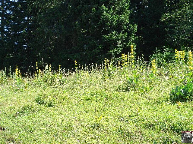La Gentiane - Fleurs, Racines et Distillation - (25) 0022