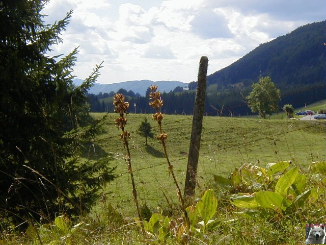 La Gentiane - Fleurs, Racines et Distillation - (25) 0027