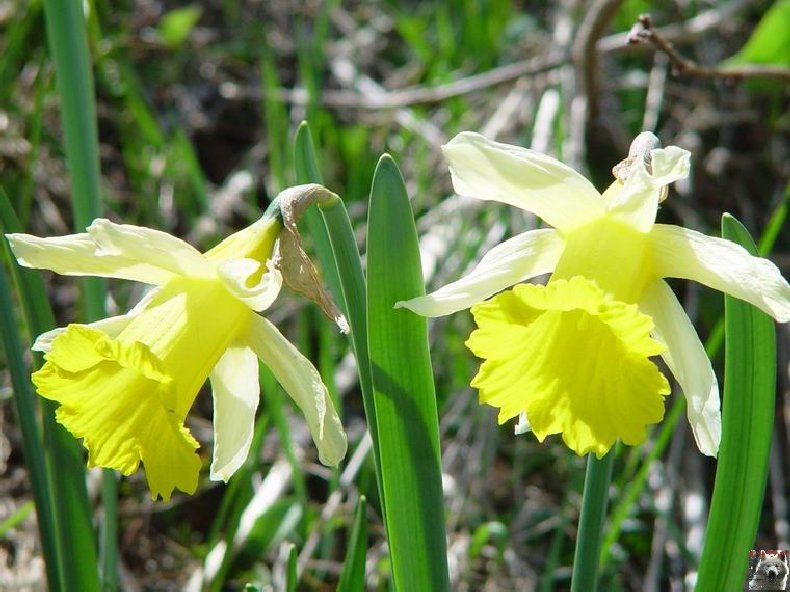 Le Pays de l'Or Jaune - La Pesse (39) 0001