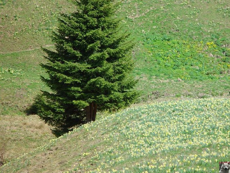 Le Pays de l'Or Jaune - La Pesse (39) 0006