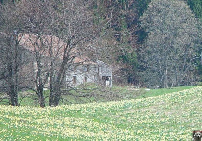 Le Pays de l'Or Jaune - La Pesse (39) 0009