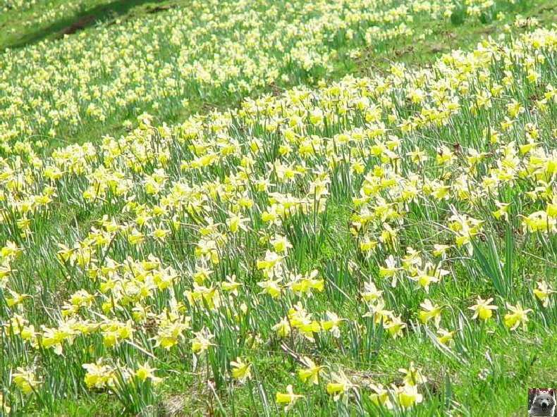Le Pays de l'Or Jaune - La Pesse (39) 0011