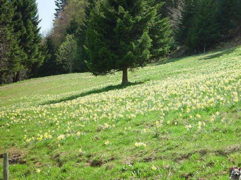 Le Pays de l'Or Jaune - La Pesse (39) 0012