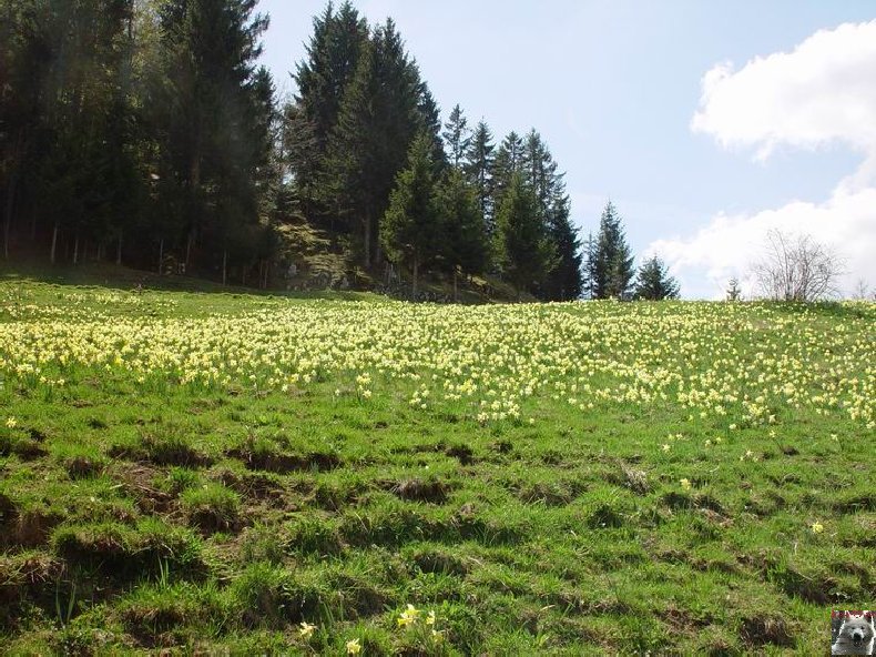 Le Pays de l'Or Jaune - La Pesse (39) 0013