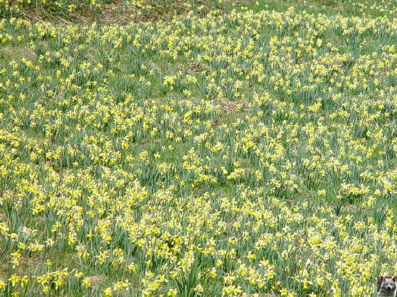 Le Pays de l'Or Jaune - La Pesse (39) 0017