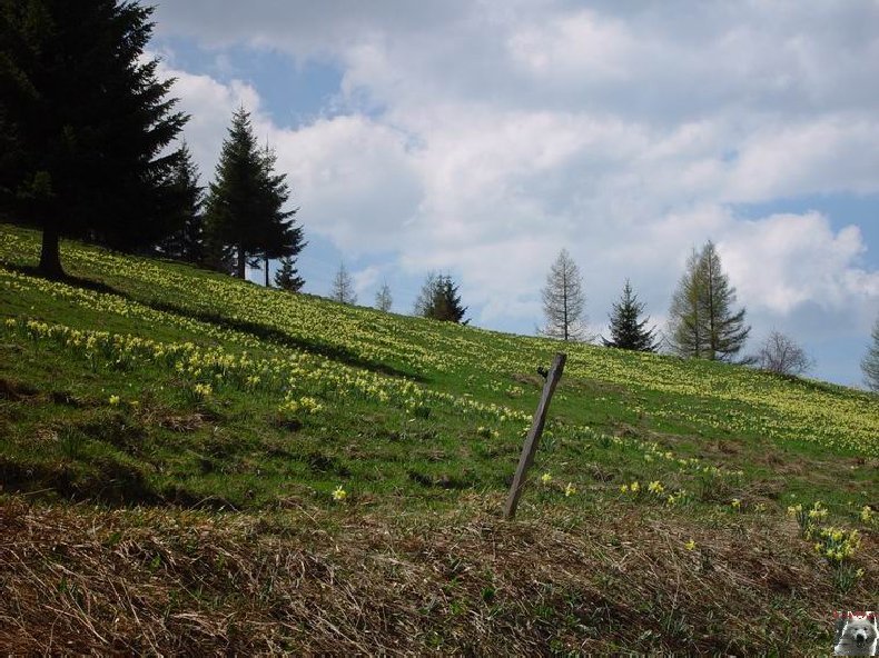 Le Pays de l'Or Jaune - La Pesse (39) 0018