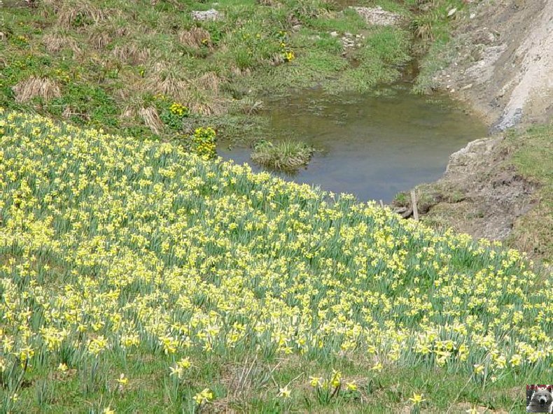 Le Pays de l'Or Jaune - La Pesse (39) 0019