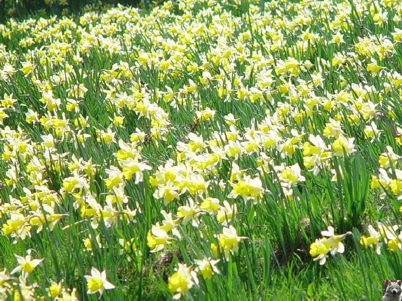 Le Pays de l'Or Jaune - La Pesse (39) 0020