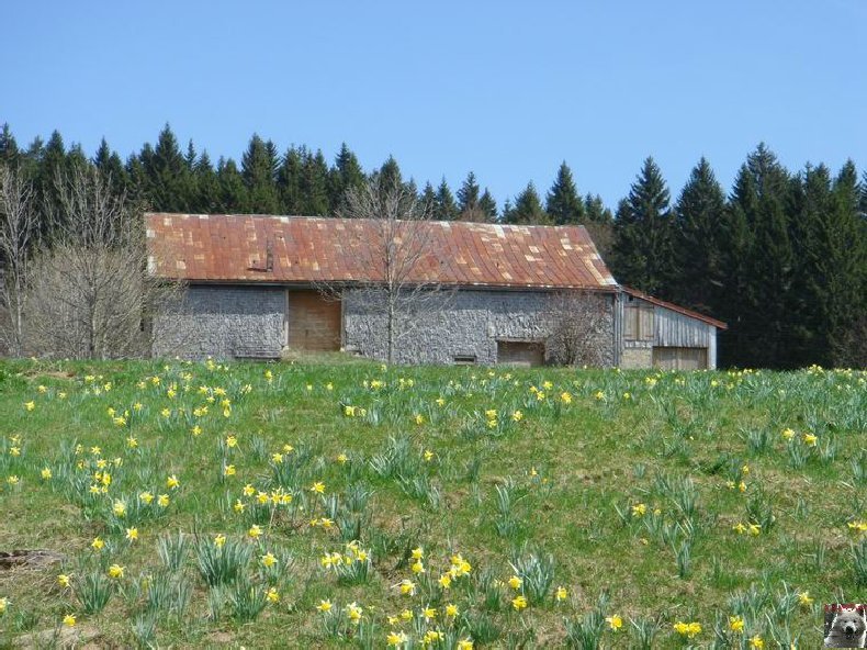 Le Pays de l'Or Jaune - La Pesse (39) 0021