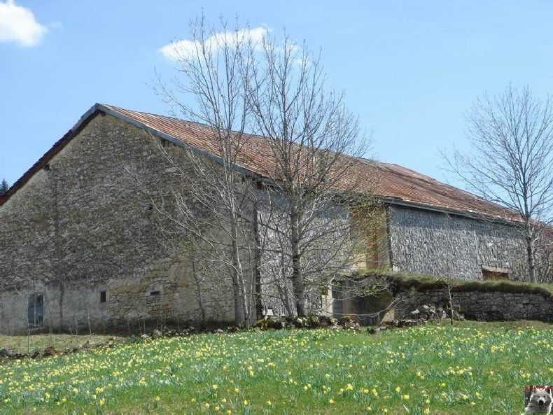 Le Pays de l'Or Jaune - La Pesse (39) 0023