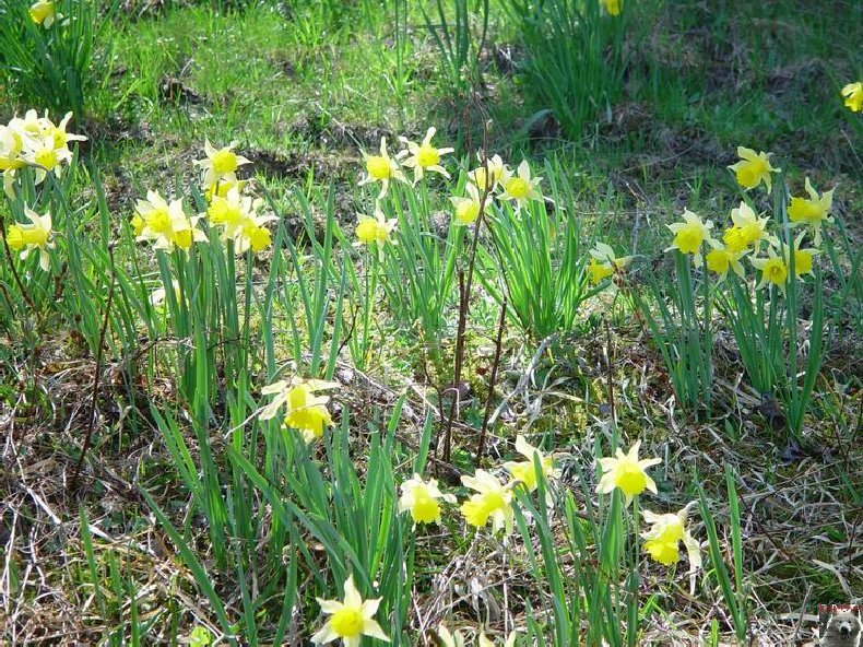 Le Pays de l'Or Jaune - La Pesse (39) 0025