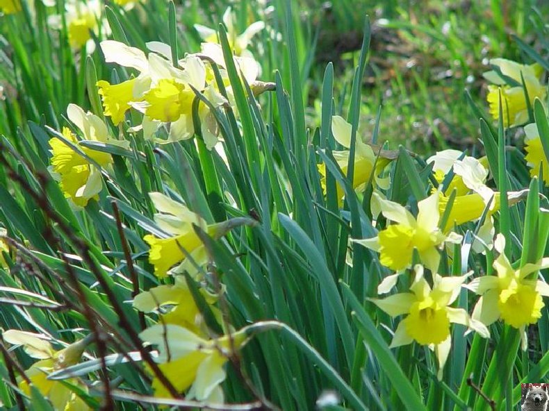 Le Pays de l'Or Jaune - La Pesse (39) 0026