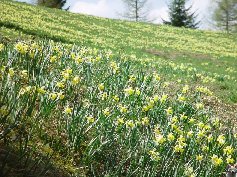 Le Pays de l'Or Jaune - La Pesse (39) 0027