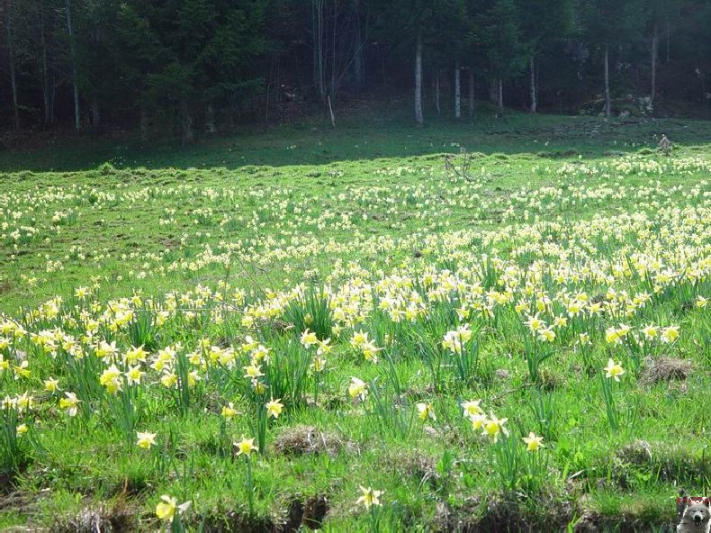 Le Pays de l'Or Jaune - La Pesse (39) 0029