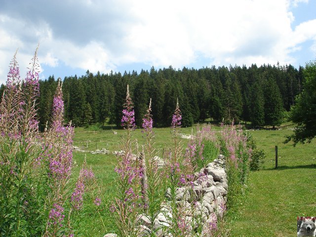 La Maison Michaud - Chapelle des Bois (25) 0078