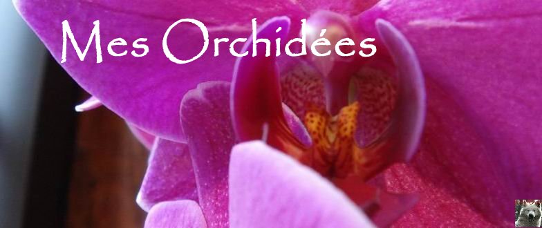 Mes Orchidées - 24 juillet 2008 Diaporama