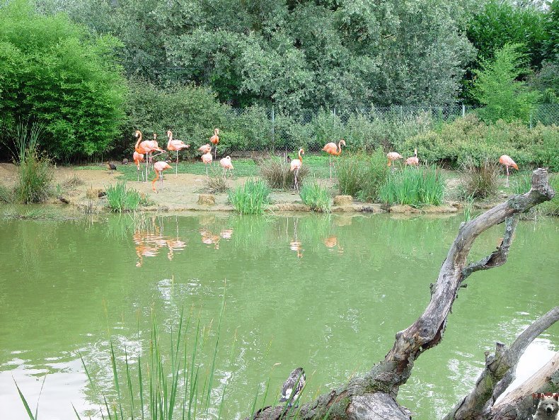 Quelques pensionnaires du Parc ornithologique des Dombes (01) 0003