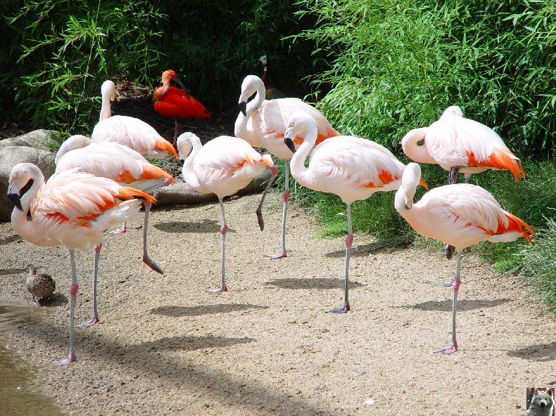 Quelques pensionnaires du Parc ornithologique des Dombes (01) 0004a