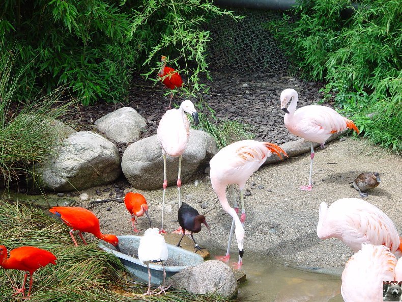 Quelques pensionnaires du Parc ornithologique des Dombes (01) 0004b