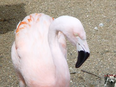 Quelques pensionnaires du Parc ornithologique des Dombes (01) 0004e