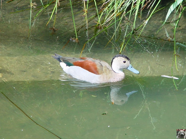 Quelques pensionnaires du Parc ornithologique des Dombes (01) 0006