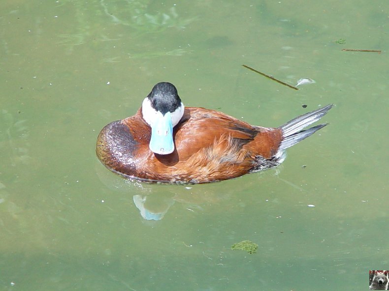 Quelques pensionnaires du Parc ornithologique des Dombes (01) 0007