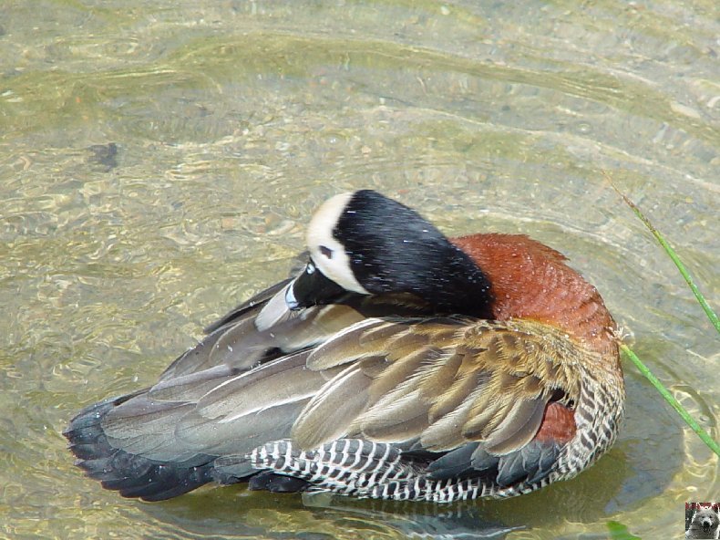 Quelques pensionnaires du Parc ornithologique des Dombes (01) 0008a