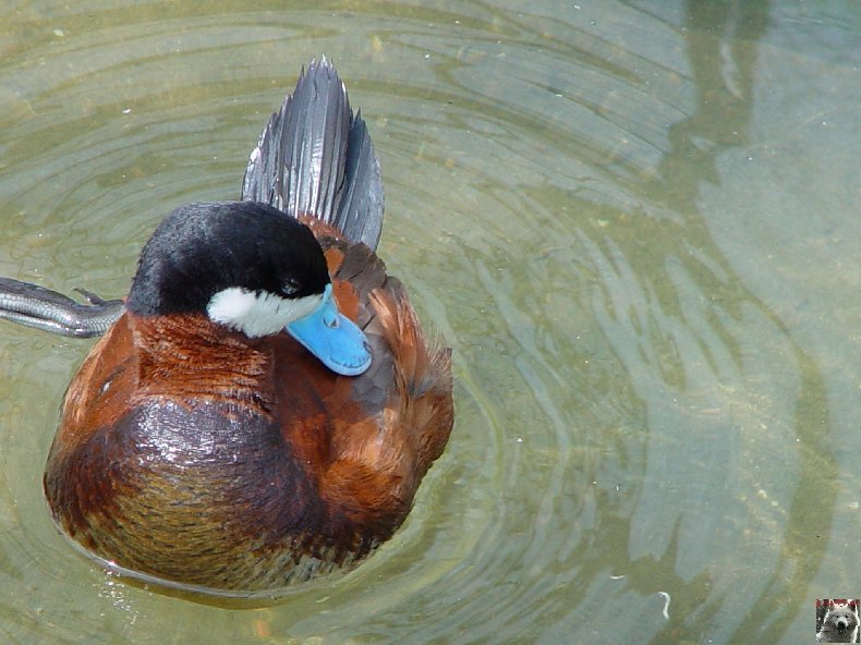 Quelques pensionnaires du Parc ornithologique des Dombes (01) 0008b