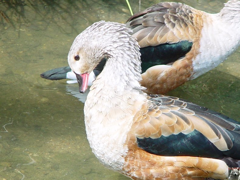 Quelques pensionnaires du Parc ornithologique des Dombes (01) 0009